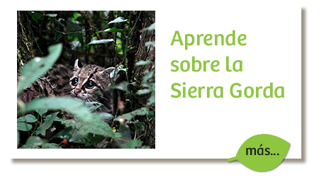 aprende-sobre-la-sierra-gorda